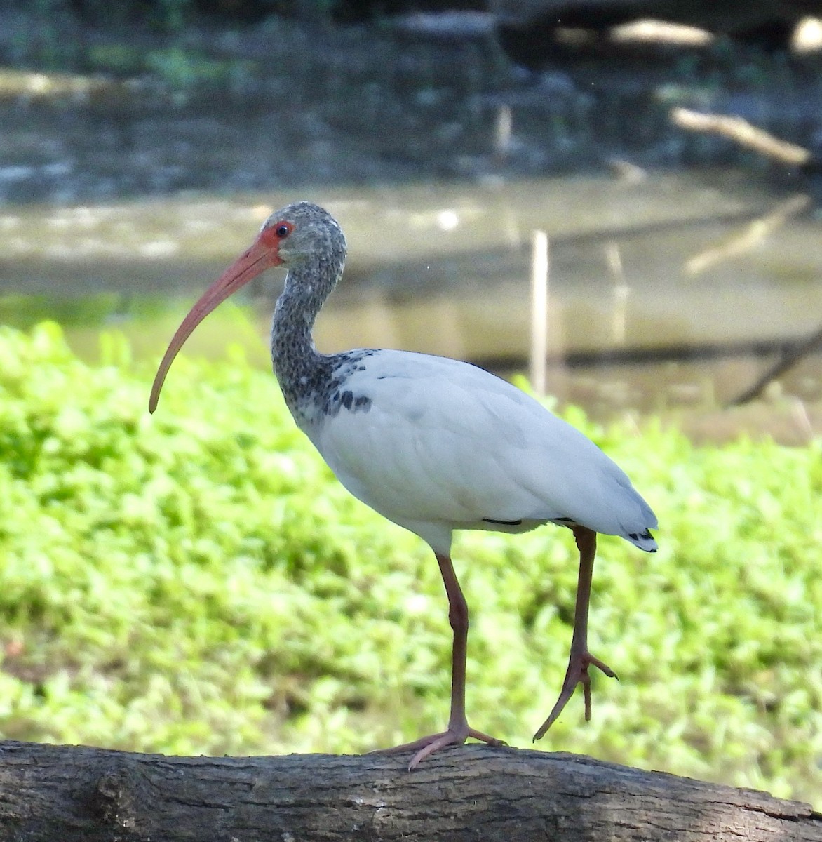 White Ibis - ML641142714