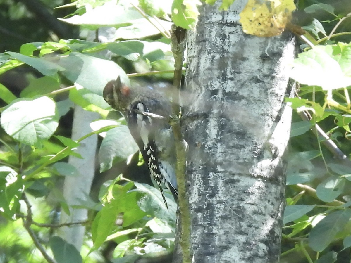 Yellow-bellied Sapsucker - ML641142715