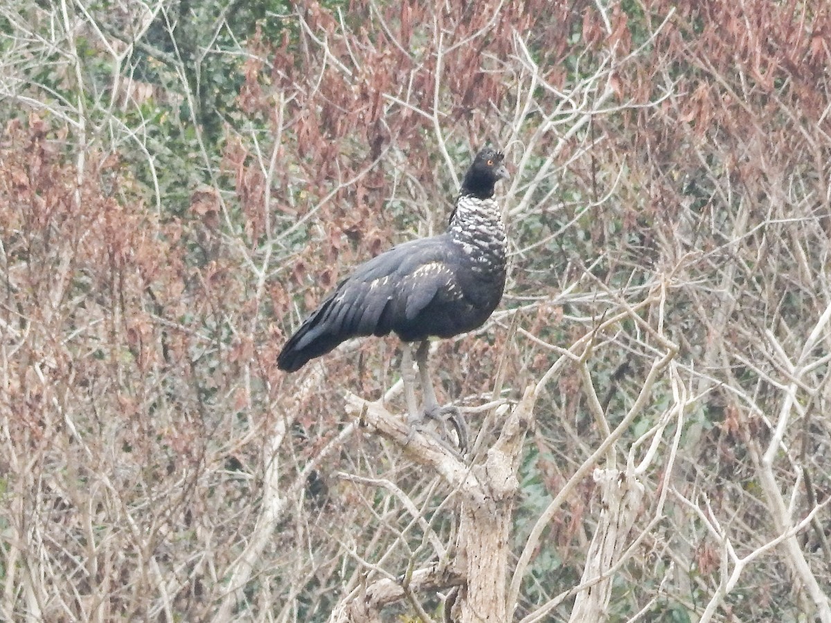 Horned Screamer - ML641142717