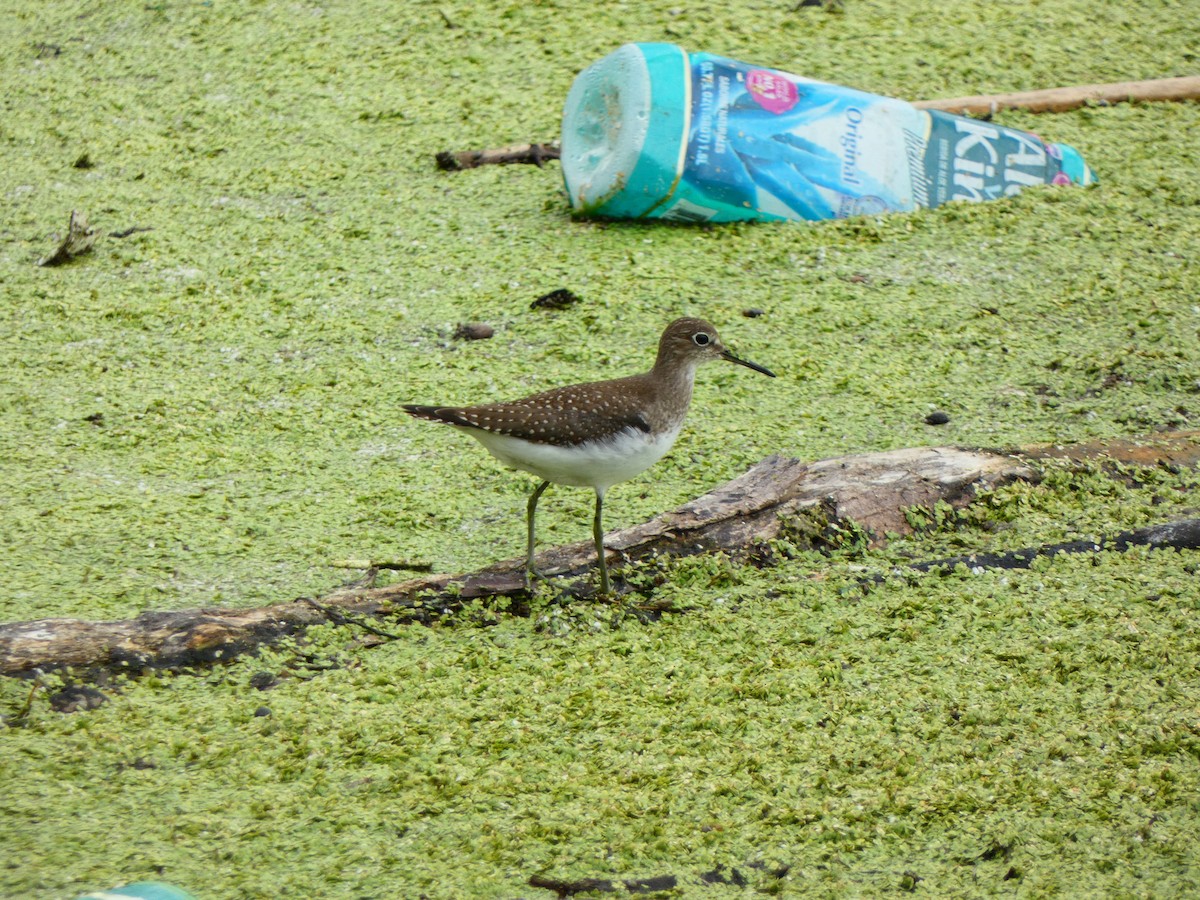 Solitary Sandpiper - ML641142720