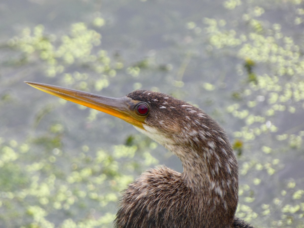 Amerika-Schlangenhalsvogel - ML641142733