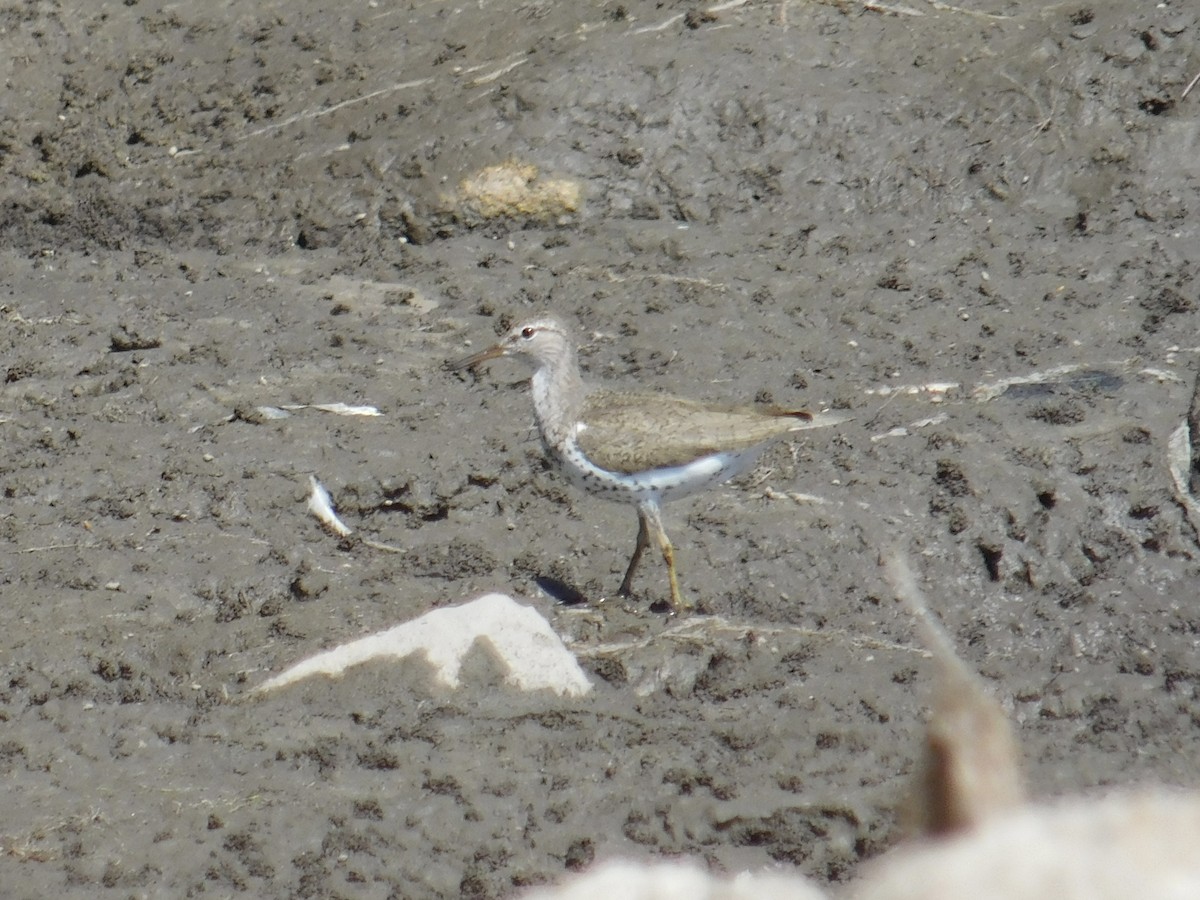 Spotted Sandpiper - ML641142742