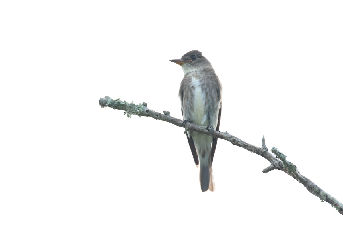 ナキヒタキモドキ - ML641142756