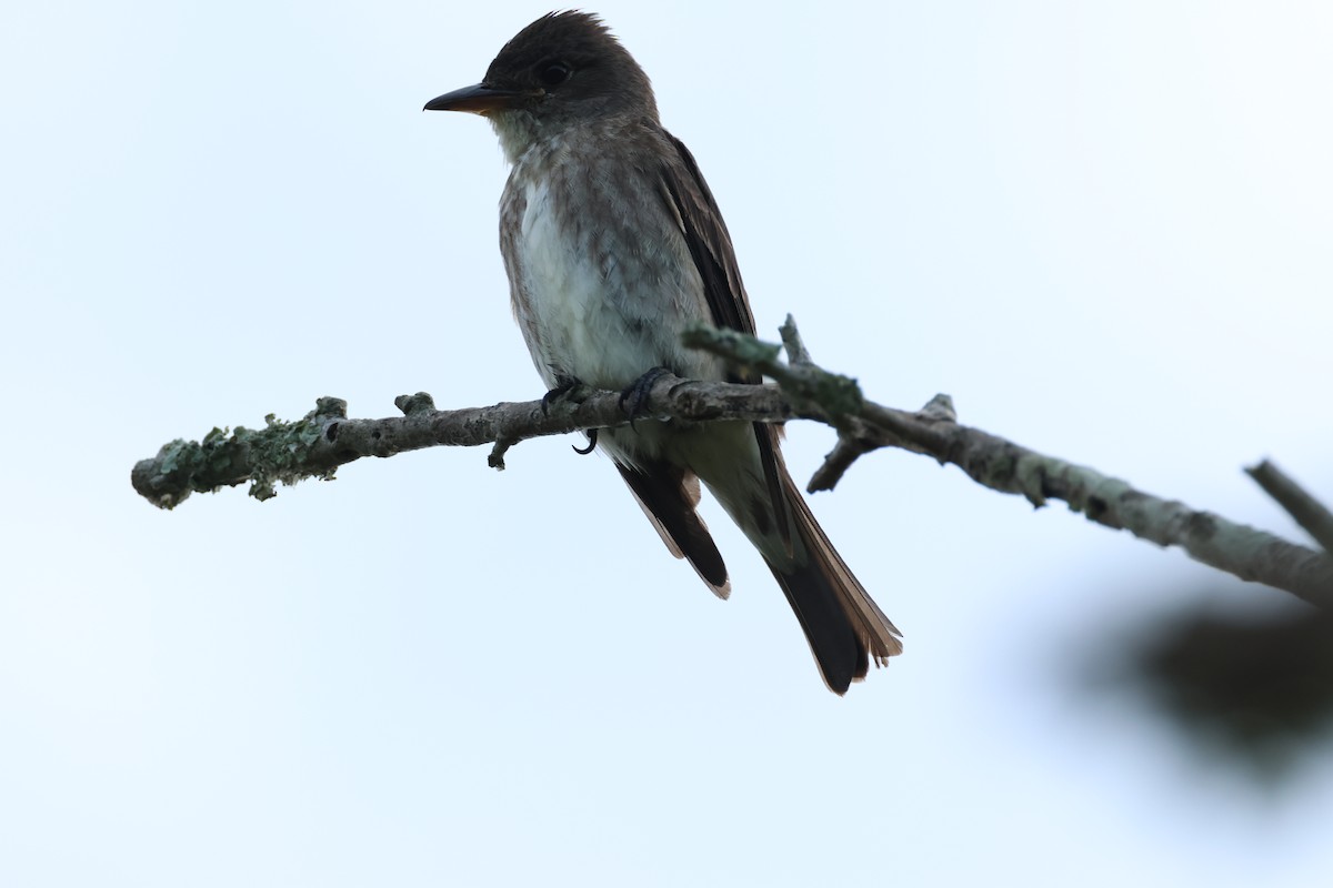 ナキヒタキモドキ - ML641142757