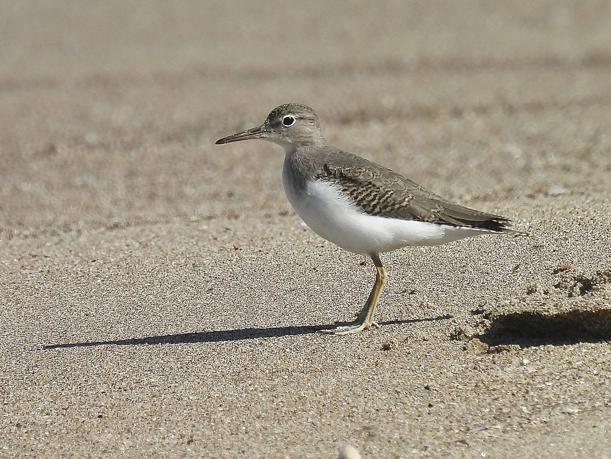 Spotted Sandpiper - ML641142761
