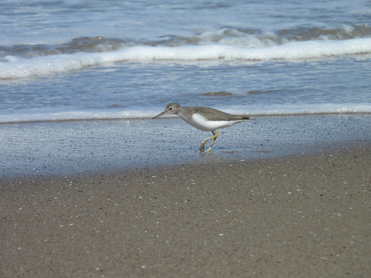 Spotted Sandpiper - ML641142762