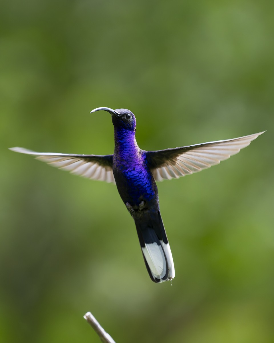 Violet Sabrewing - ML641142777