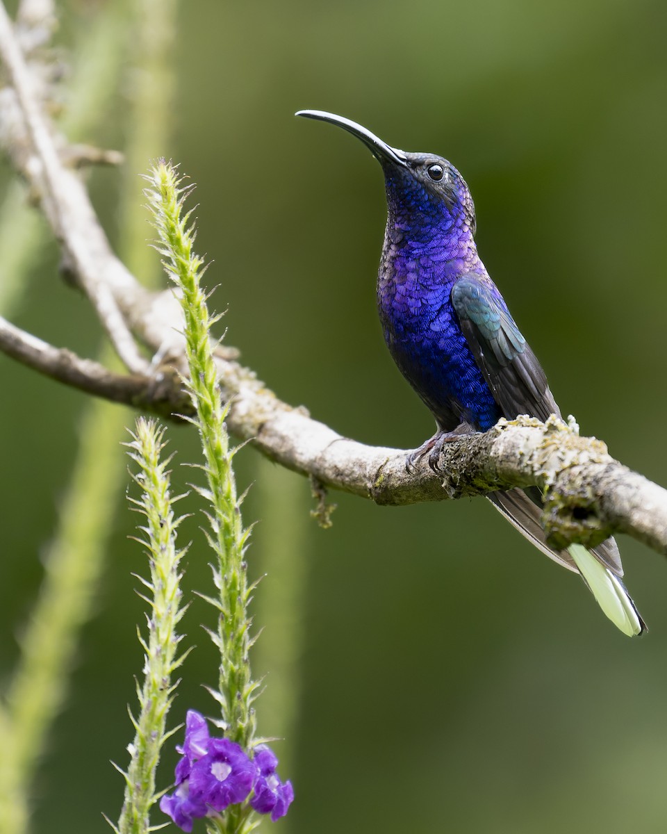 Violet Sabrewing - ML641142778