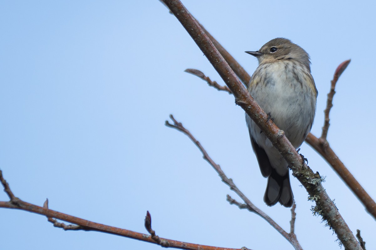 Yellow-rumped Warbler - ML641142785