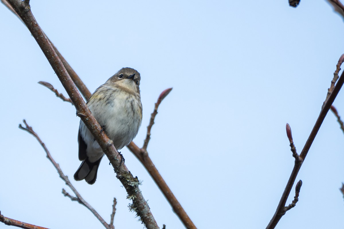 Yellow-rumped Warbler - ML641142786