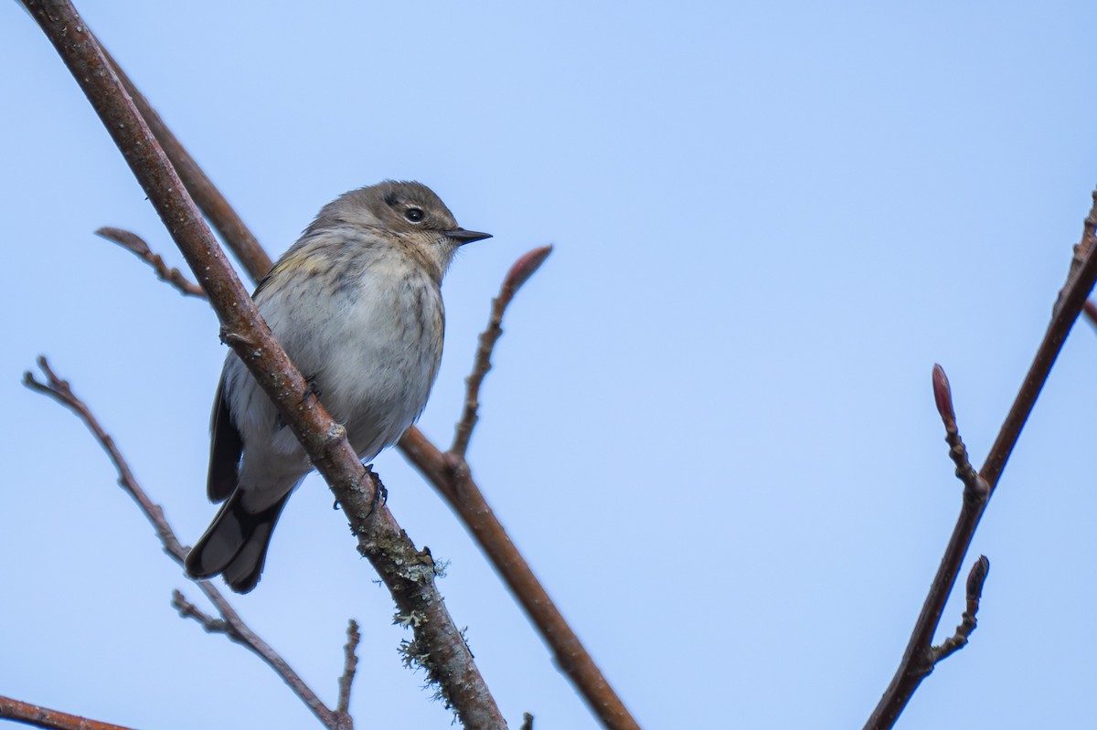 Yellow-rumped Warbler - ML641142787