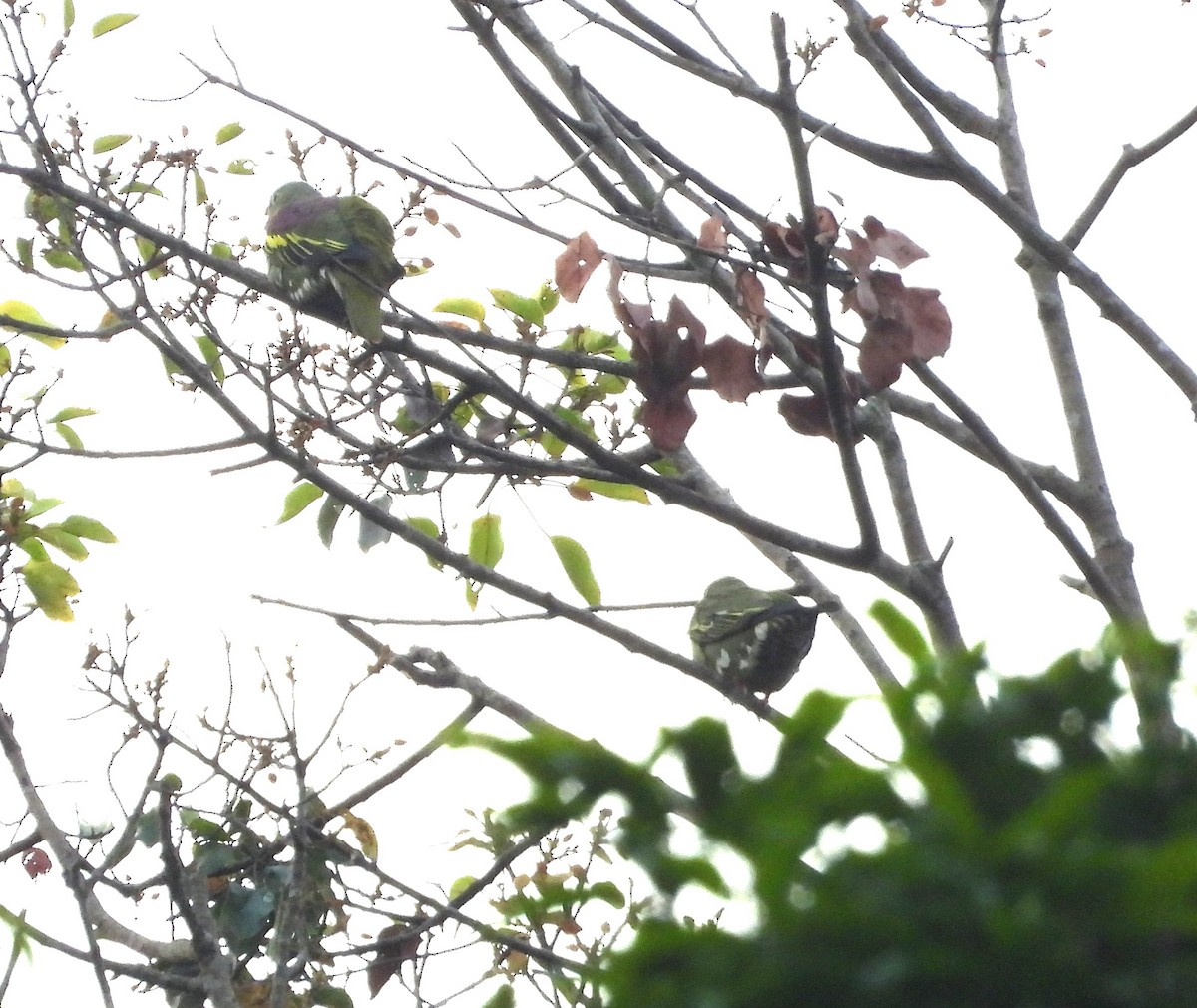 Thick-billed Green-Pigeon - ML641142791