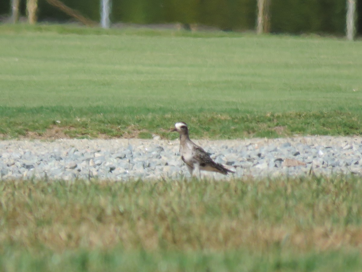 American Golden-Plover - ML641142796