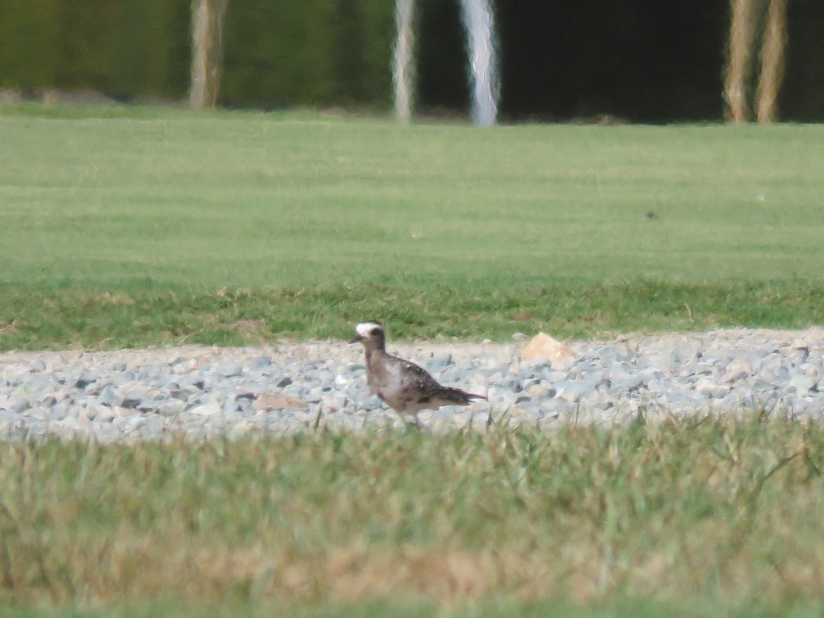 American Golden-Plover - ML641142797