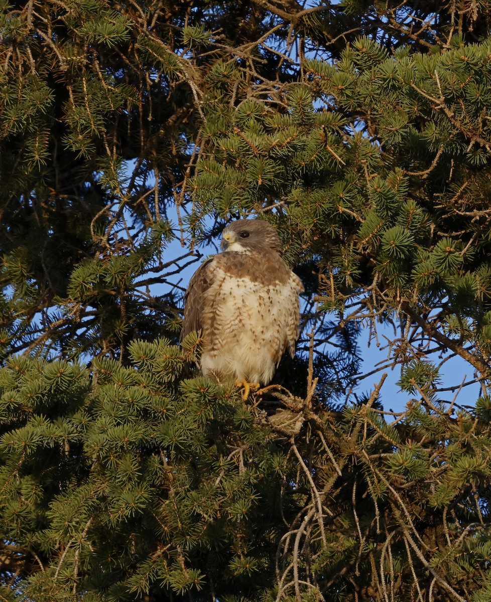Swainson's Hawk - ML641142826