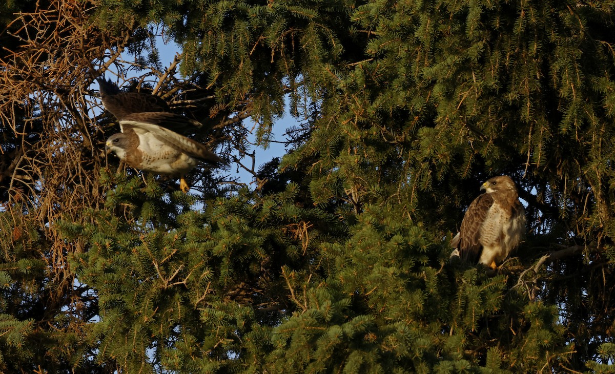 Swainson's Hawk - ML641142831