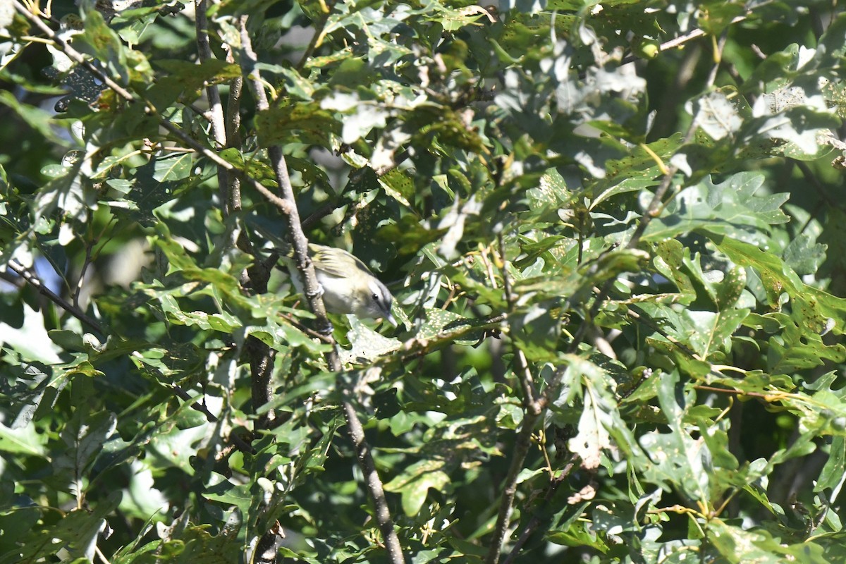 Red-eyed Vireo - ML641142836