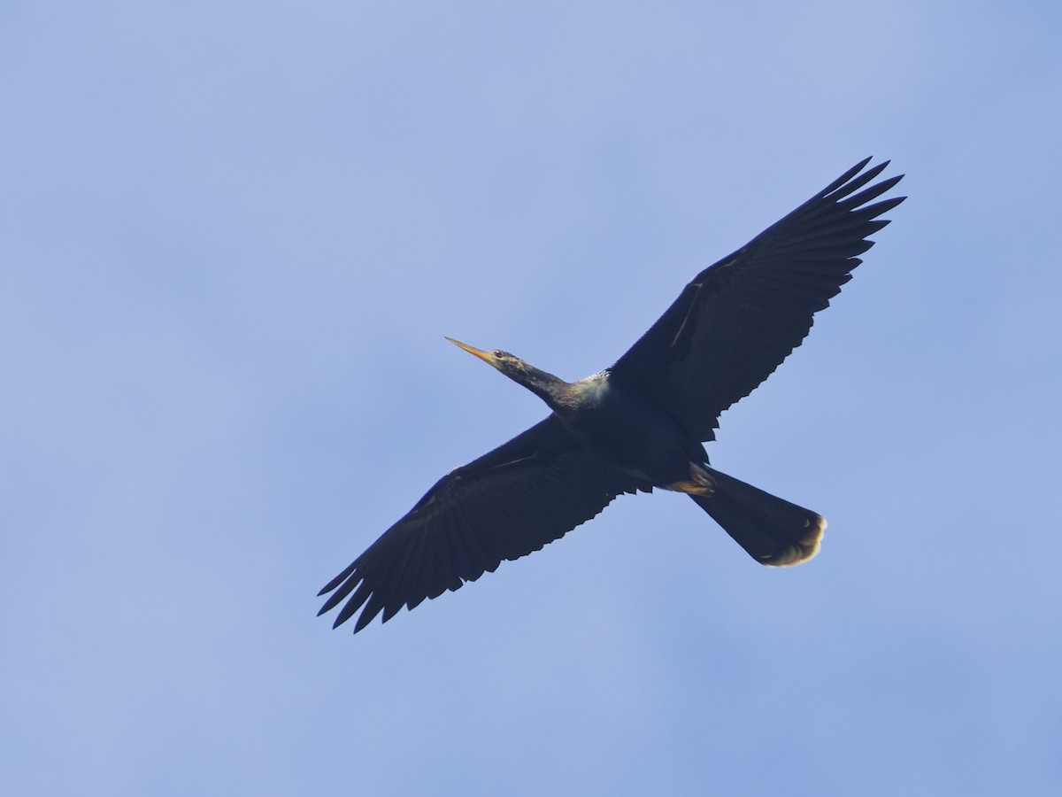 Amerika-Schlangenhalsvogel - ML641142853