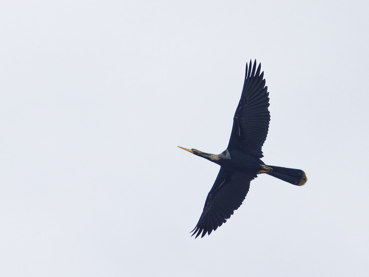 Amerika-Schlangenhalsvogel - ML641142854