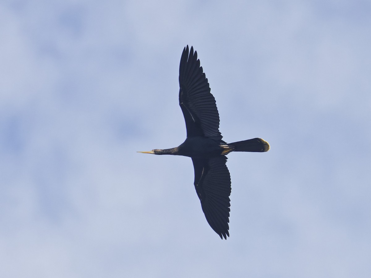 Amerika-Schlangenhalsvogel - ML641142855