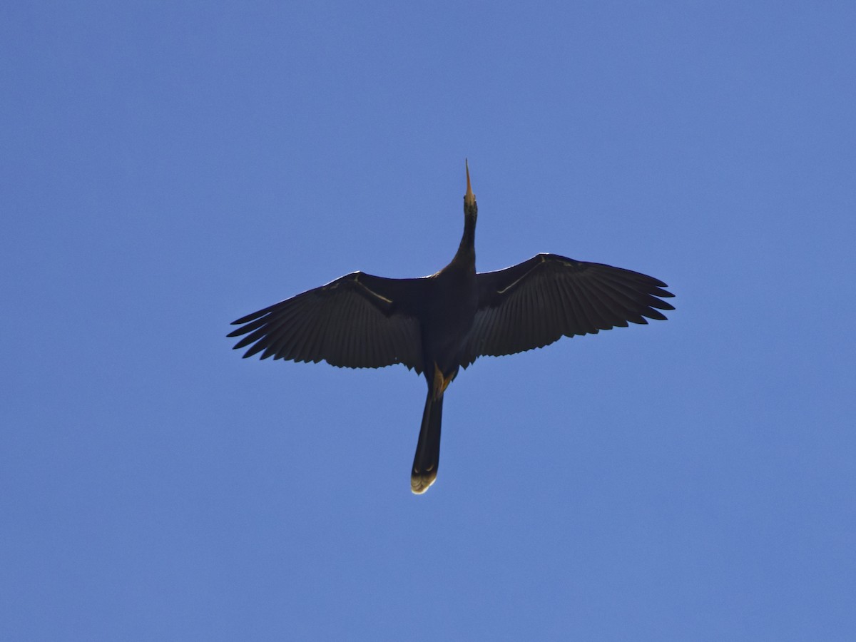 Amerika-Schlangenhalsvogel - ML641142856