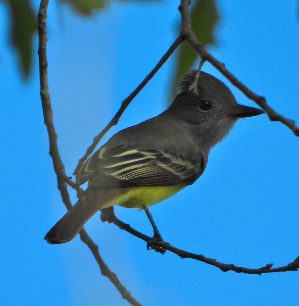 Great Crested Flycatcher - ML641142868