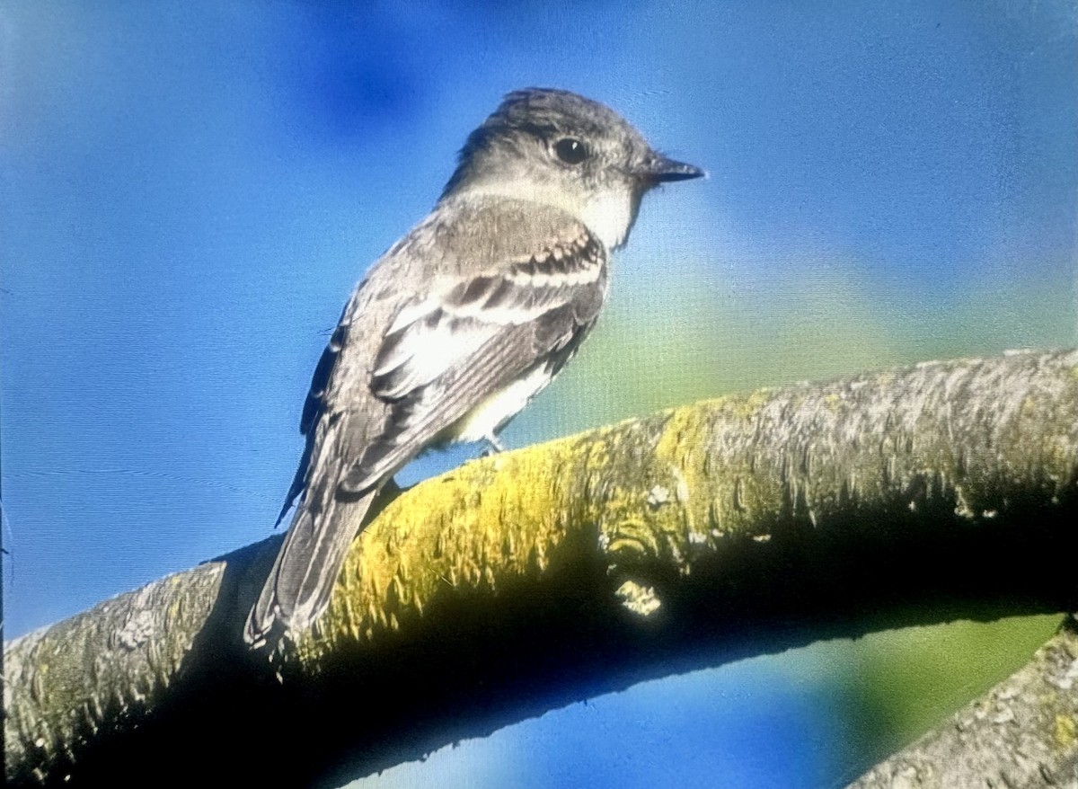 østpivi - ML641142870