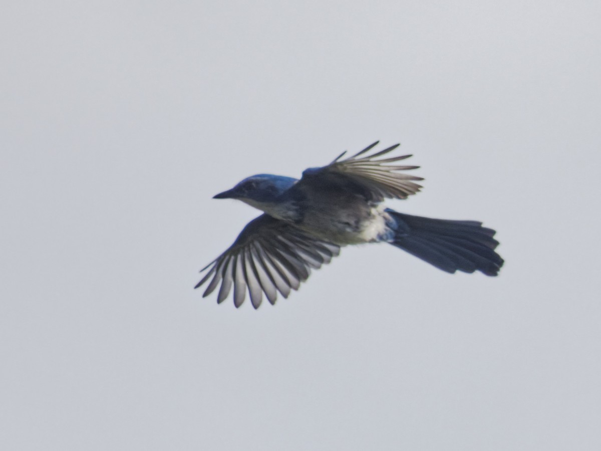 Florida Scrub-Jay - ML641142881