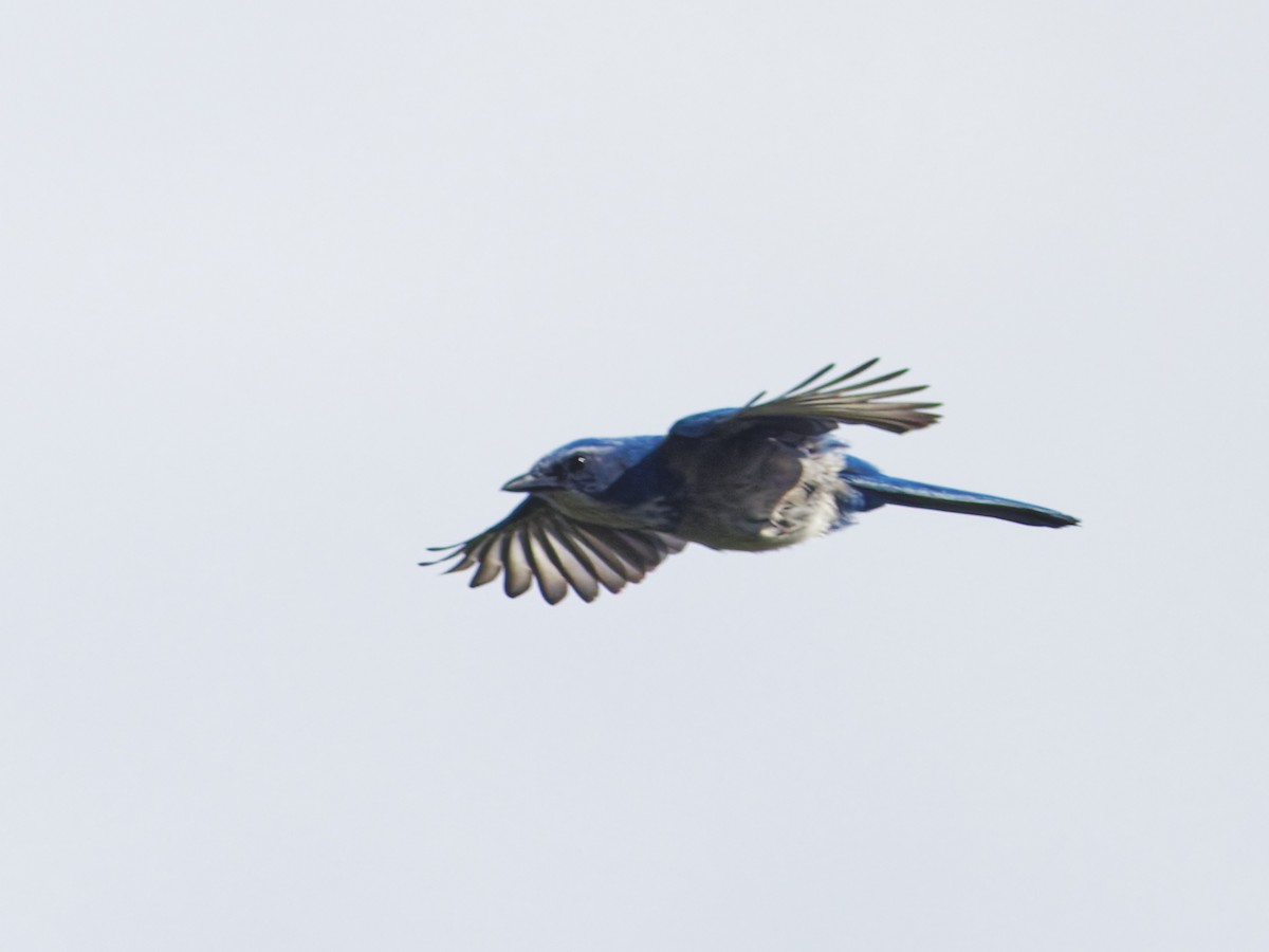 Florida Scrub-Jay - ML641142882