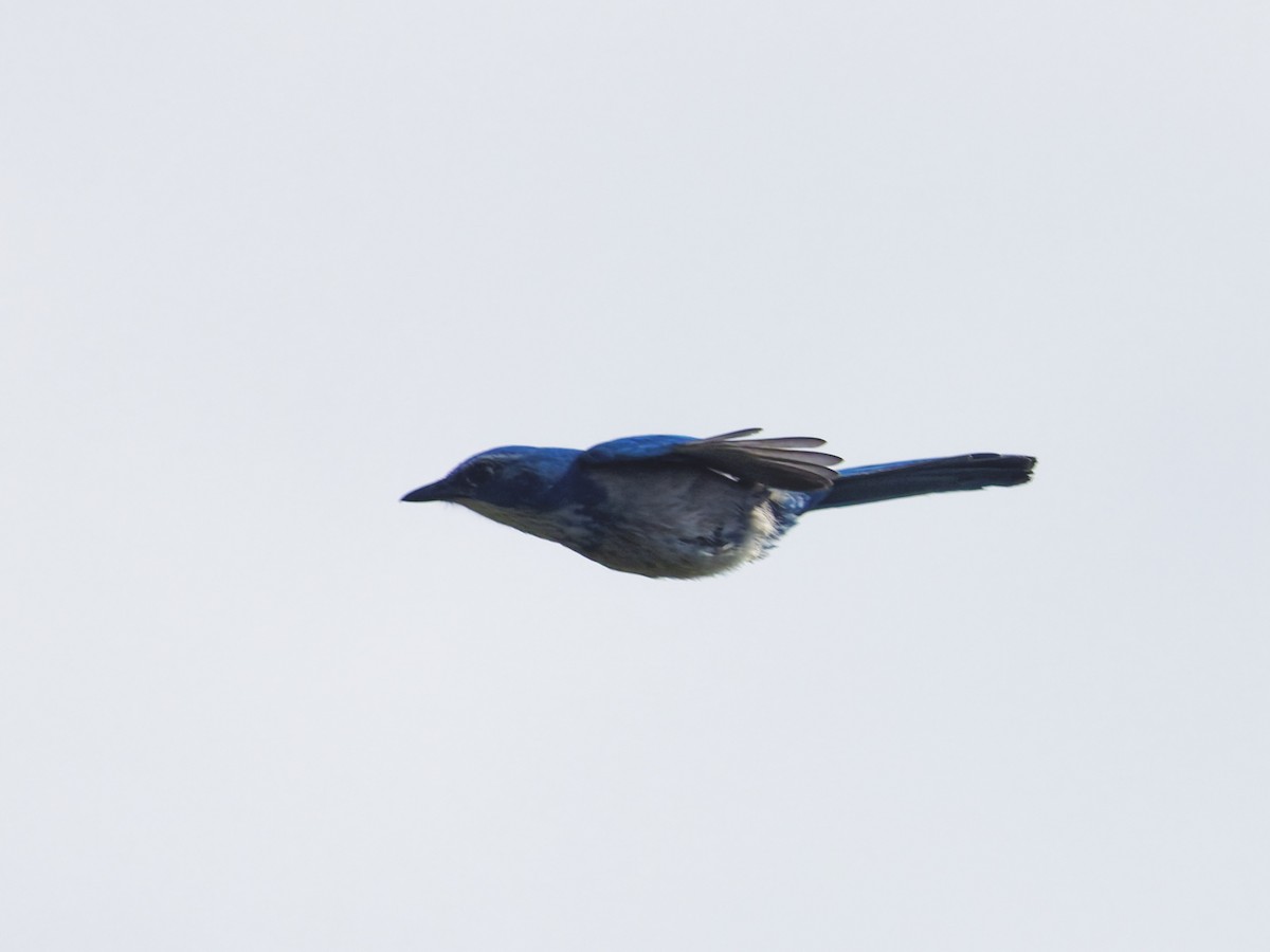 Florida Scrub-Jay - ML641142883