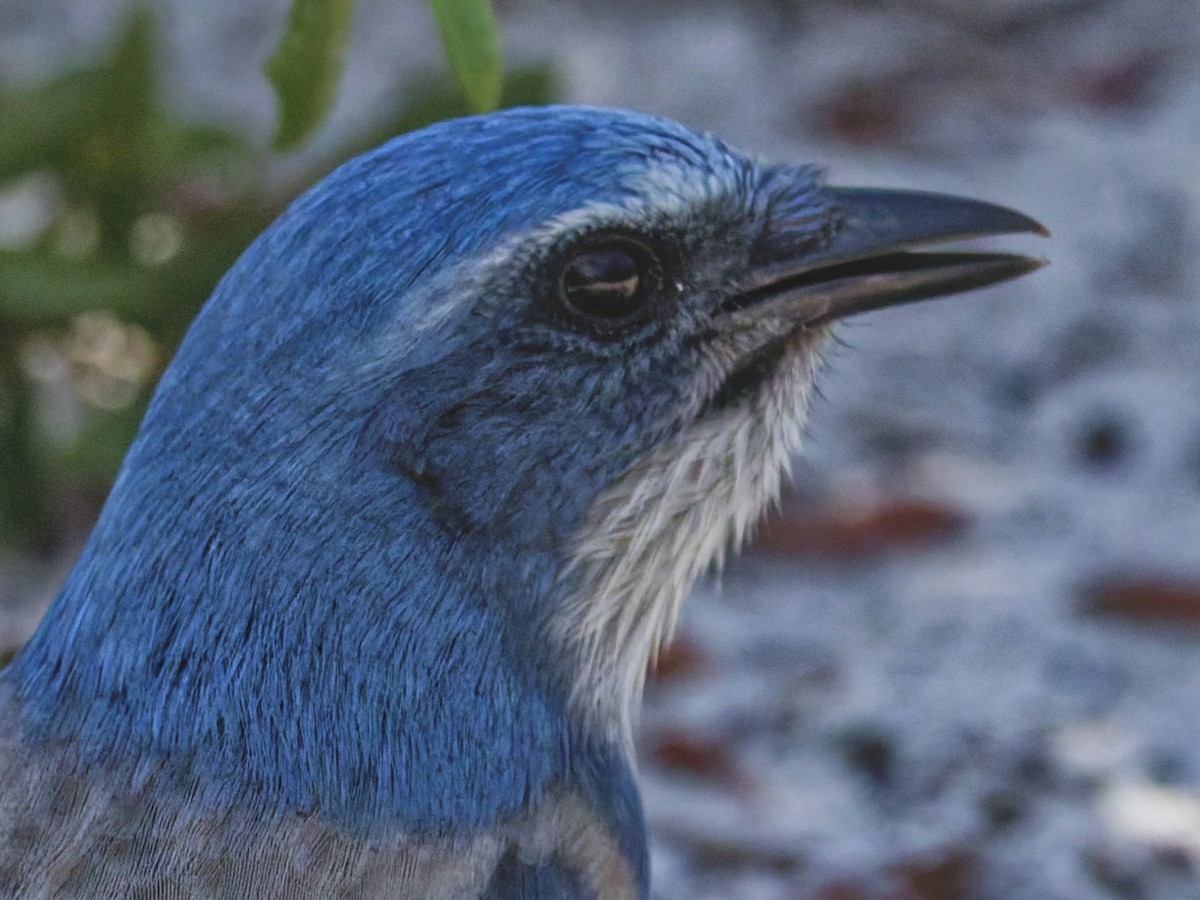 Florida Scrub-Jay - ML641142884