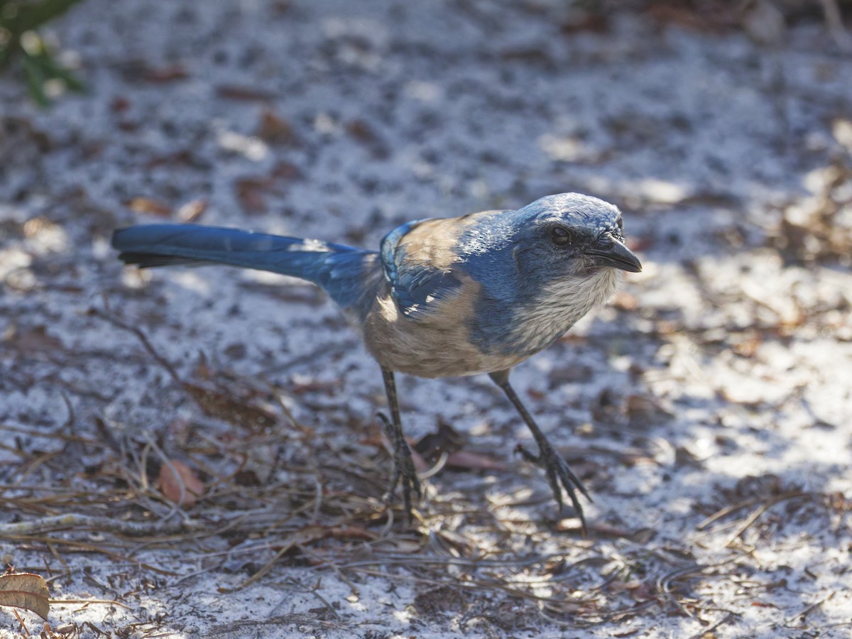 Florida Scrub-Jay - ML641142885