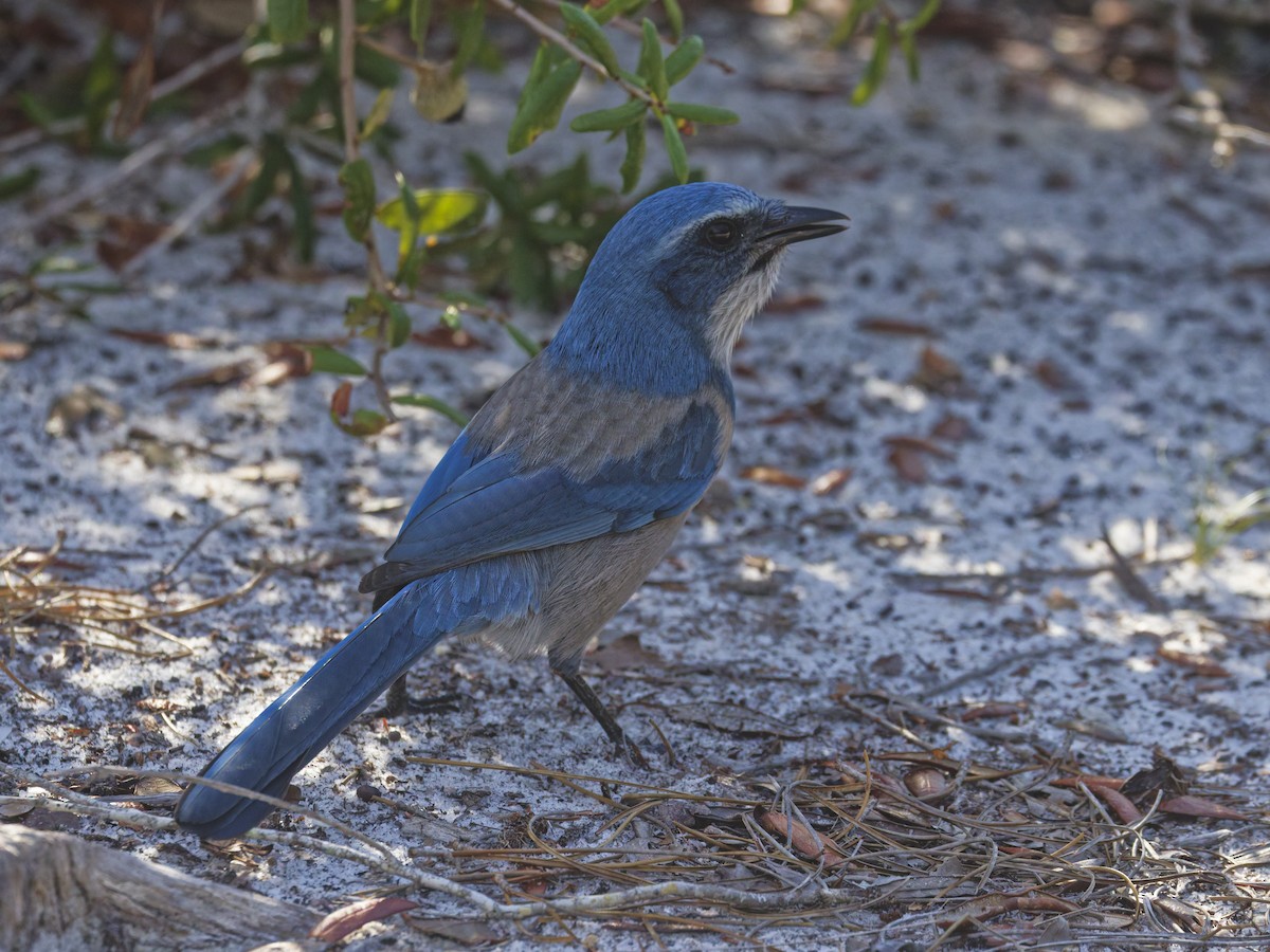 Florida Scrub-Jay - ML641142886