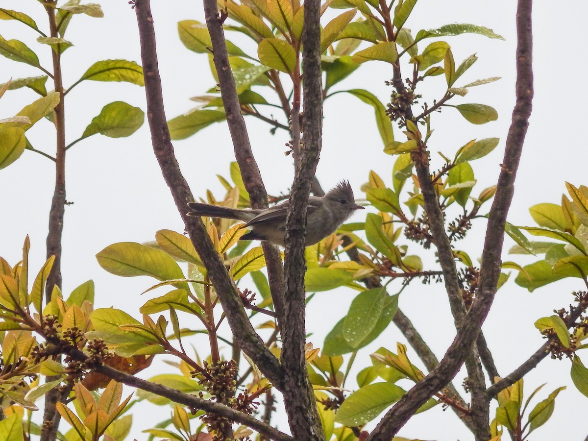 Plain-crested Elaenia - ML641142906
