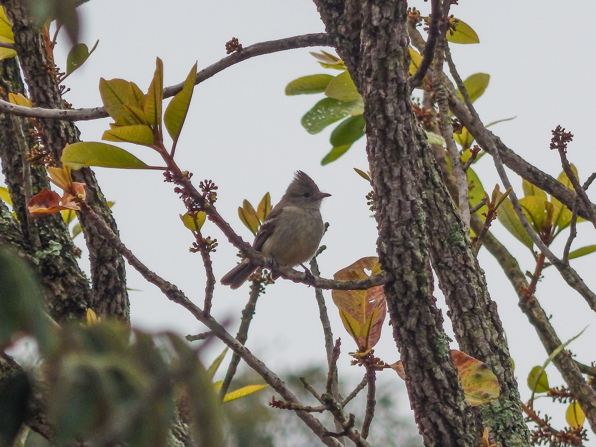 Plain-crested Elaenia - ML641142907