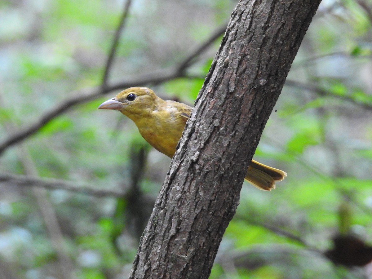 Summer Tanager - ML641142909