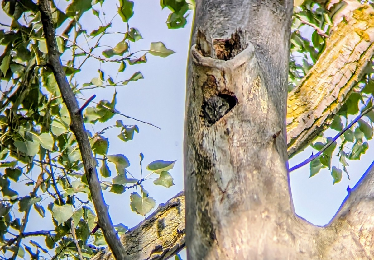Eastern Screech-Owl - ML641142914
