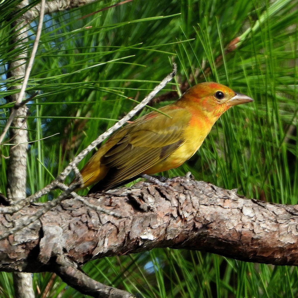 Summer Tanager - ML641142921