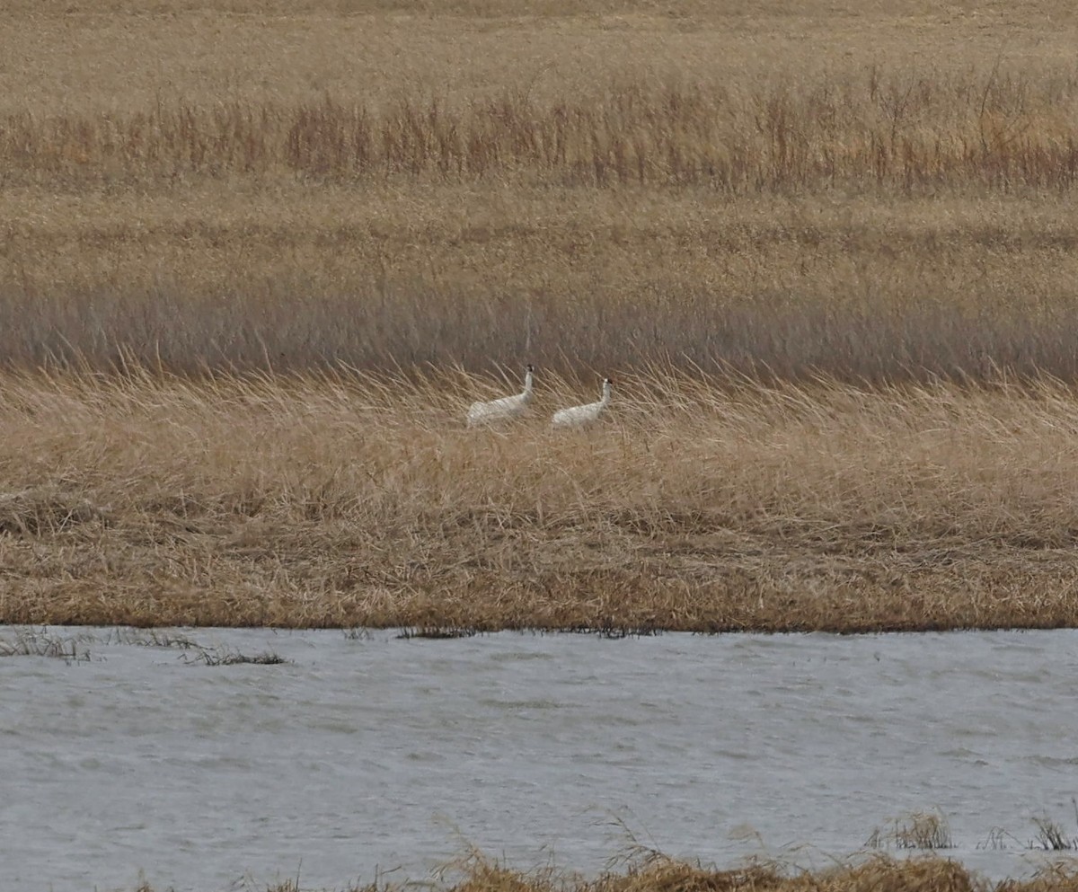 Whooping Crane - ML641142926