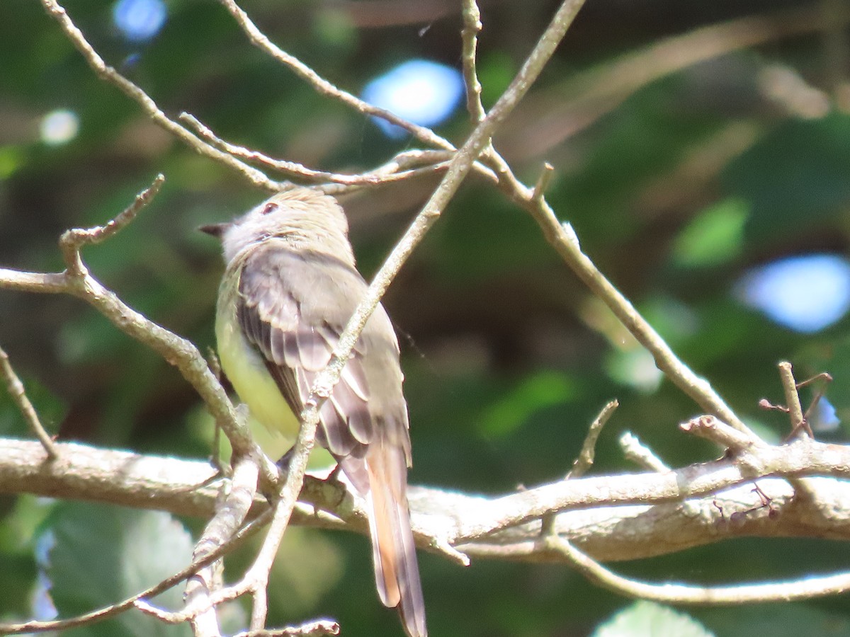 Great Crested Flycatcher - ML641142933