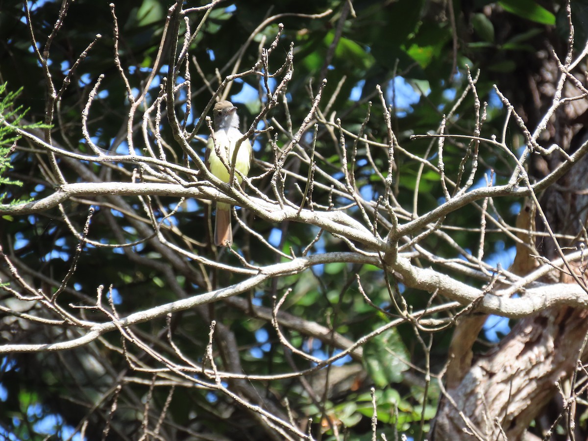 Great Crested Flycatcher - ML641142934