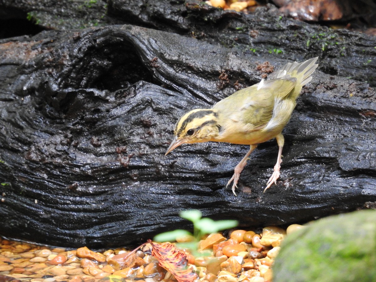 Worm-eating Warbler - ML641142935