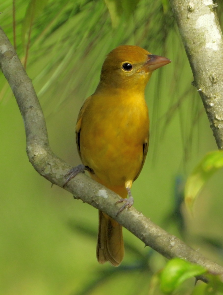 Summer Tanager - ML641142950