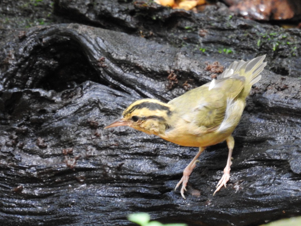 Worm-eating Warbler - ML641142958