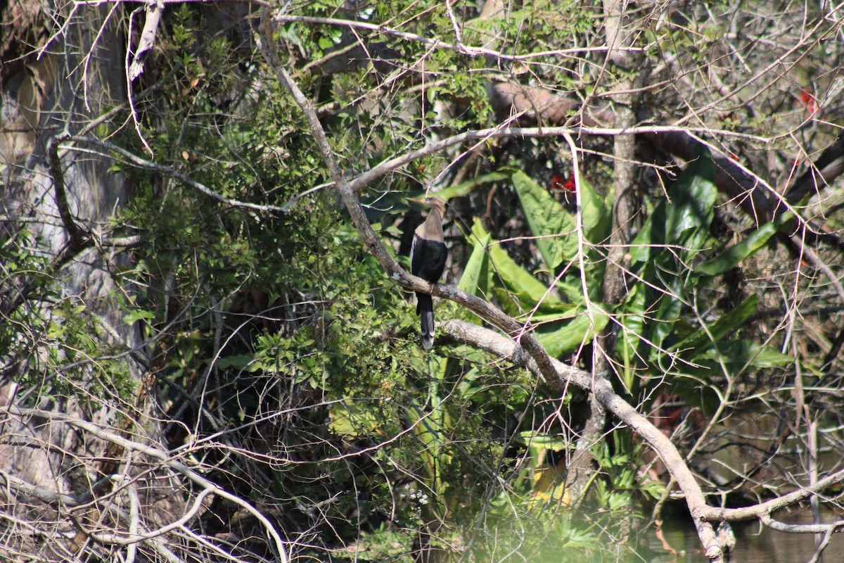 Amerika-Schlangenhalsvogel - ML641142959