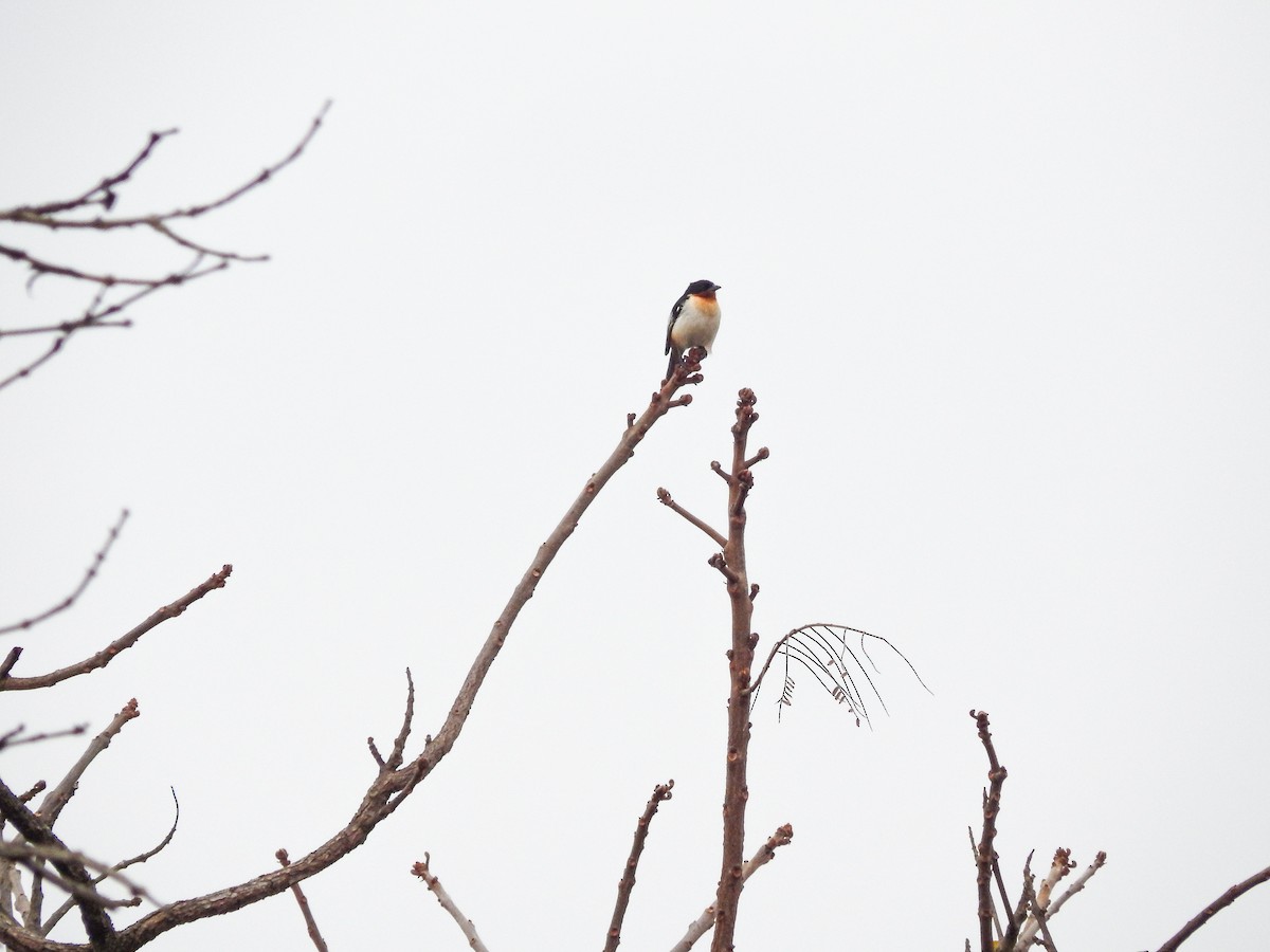 White-rumped Tanager - ML641142971