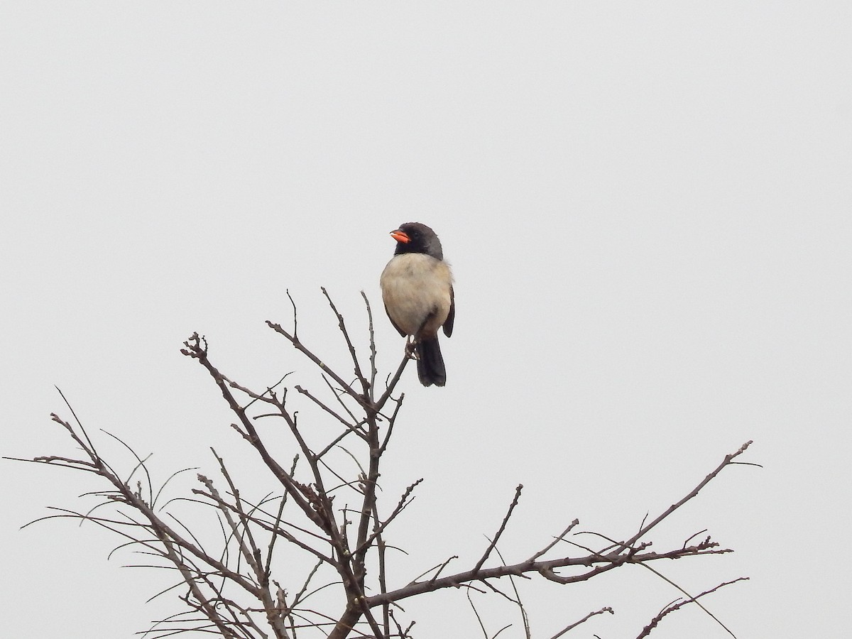 Black-throated Saltator - ML641142985