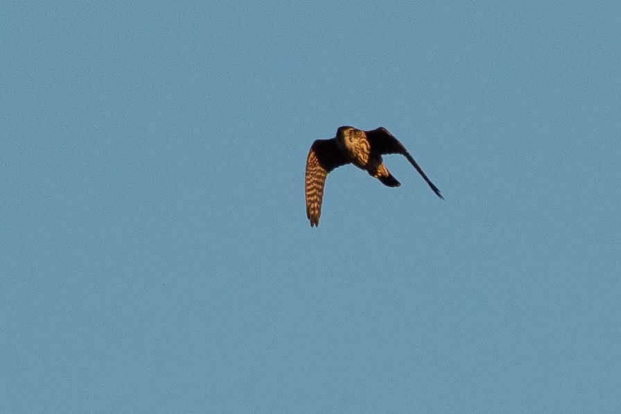 Merlin - ML641142988