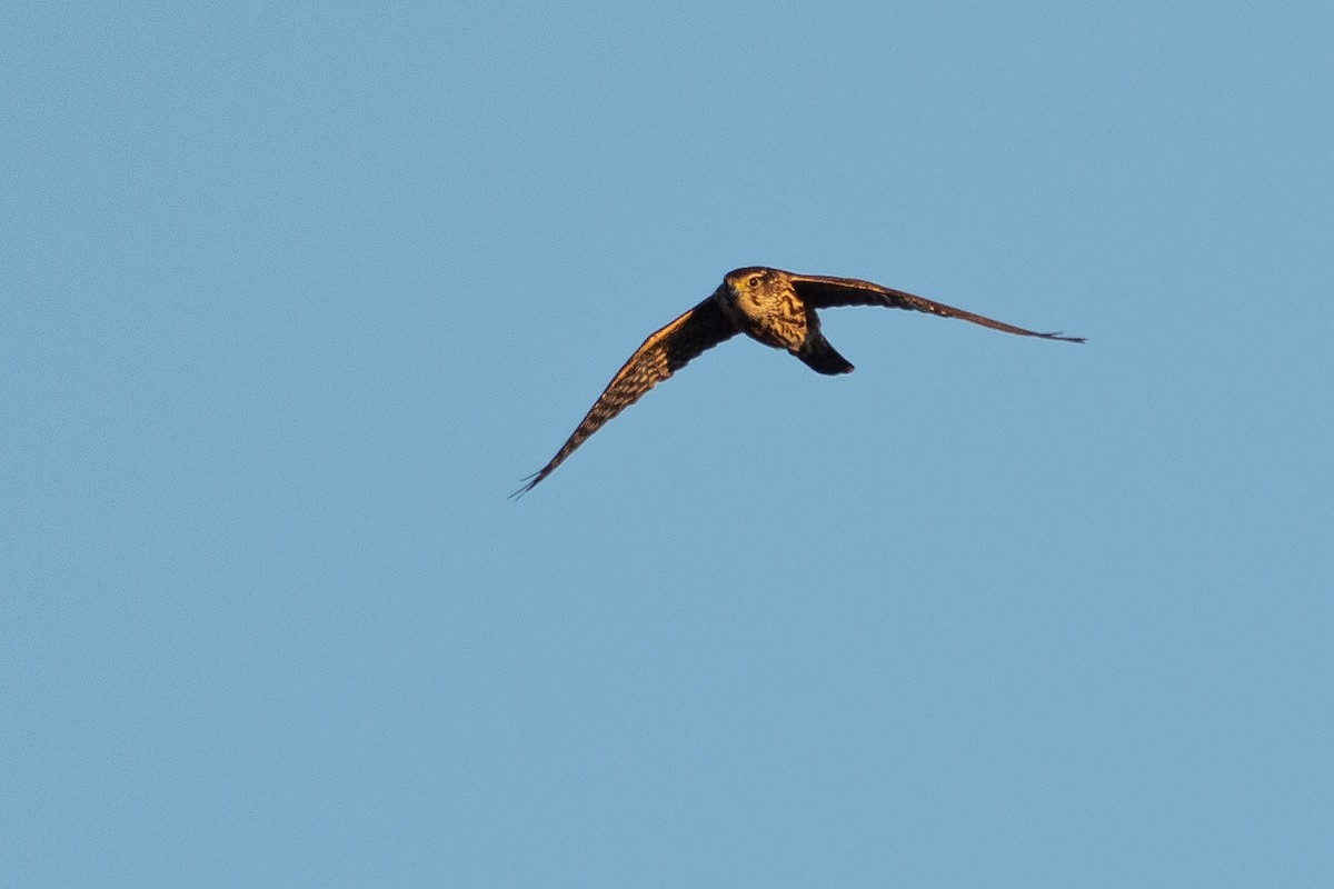 Merlin - ML641142989