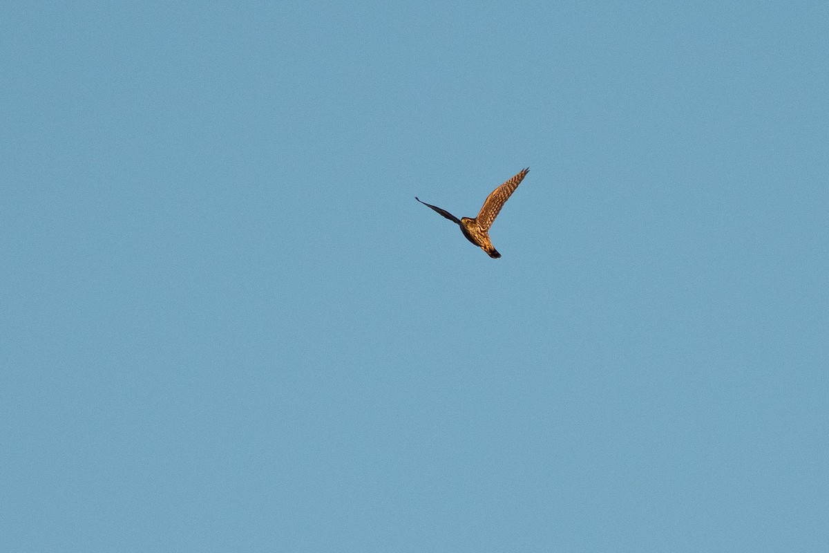 Merlin - ML641142990